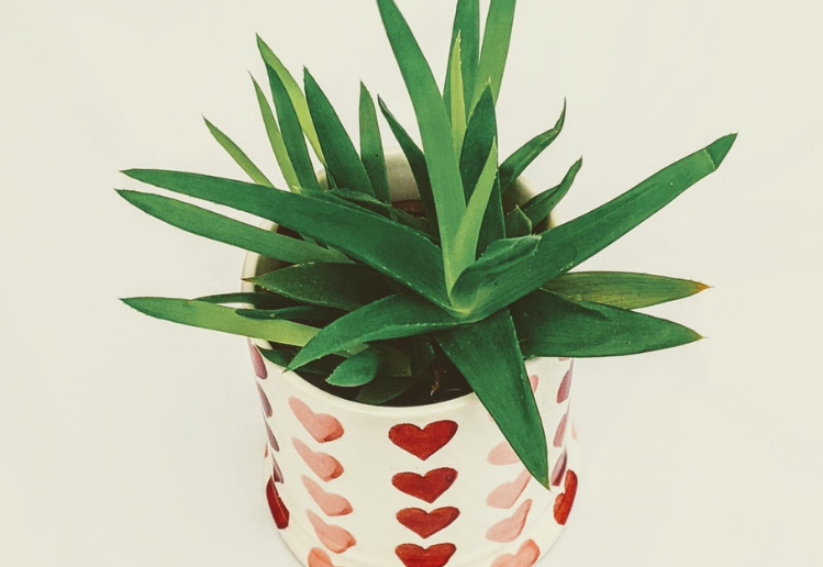 Ethical consumers are important. Heart design on pot that contains a succulent