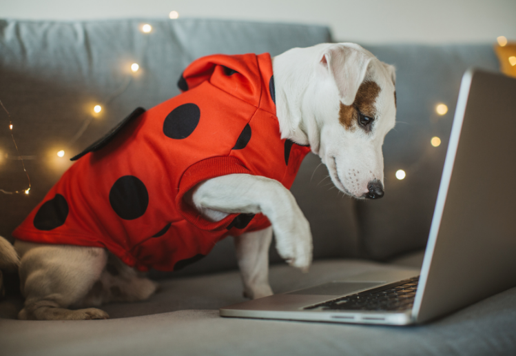 Halloween Marketing. A cute dog wearing a costume