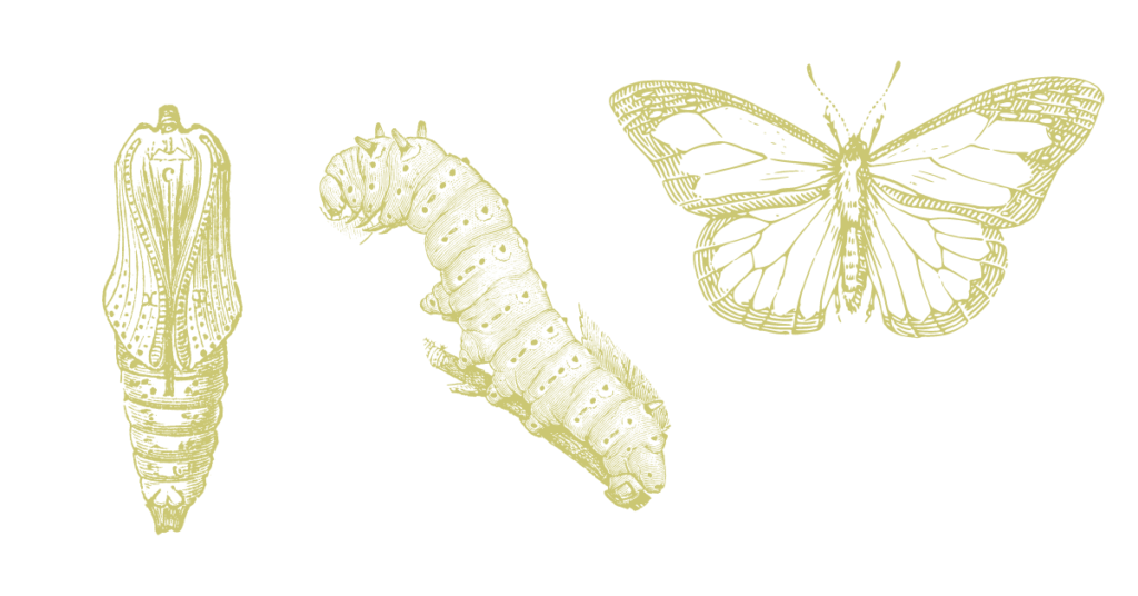 Feature image for the article: Local SEO Facts. The illustration shows a cocoon, caterpillar and butterfly. The image reflects that when businesses target those in their local areas, their clients will grow with them.