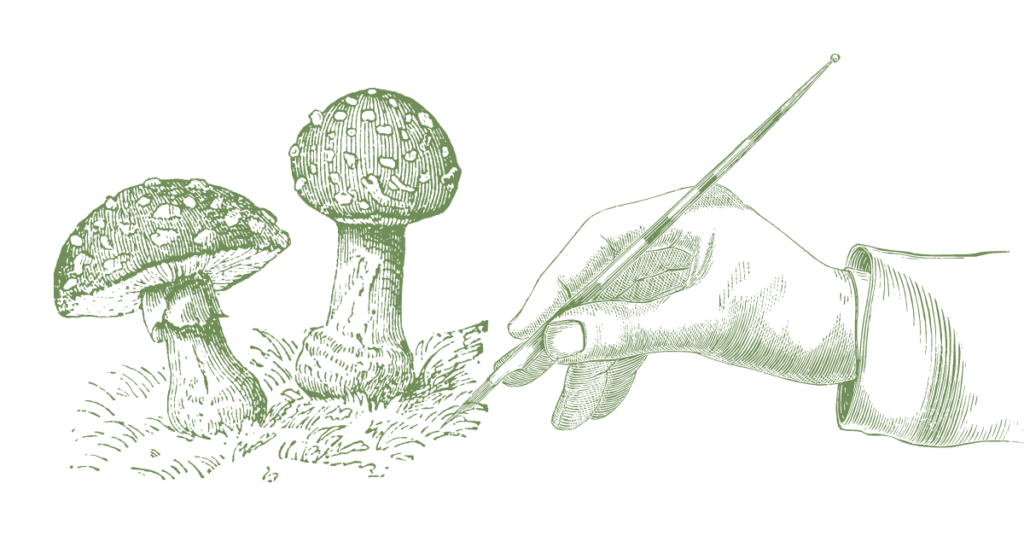 Feature image for the article - How non-profits can use copywriting effectively. The iillustration is of two toadstool mushrooms on the ground being drawn by a hand holding an old fashion fountain pen. This represents how non-profits can grow with good copywriting.