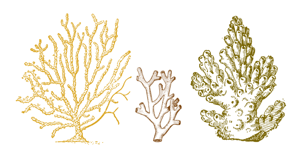 Create An Energy-efficient Website - three types of coral, an organism that thrives on the sun and is efficient at using the energy and nutrients around it.