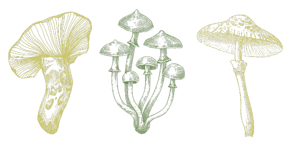 Three mushrooms representing the interconnected nature of websites, domains and email